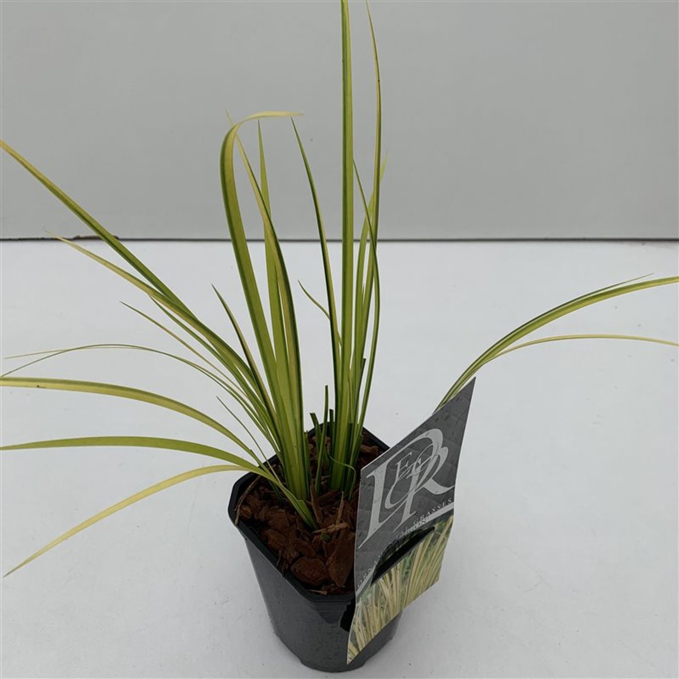 Acorus gramineus 'Ogon' - C1